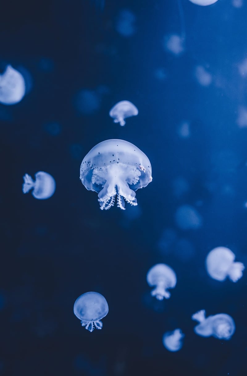 Scuba Diving Image