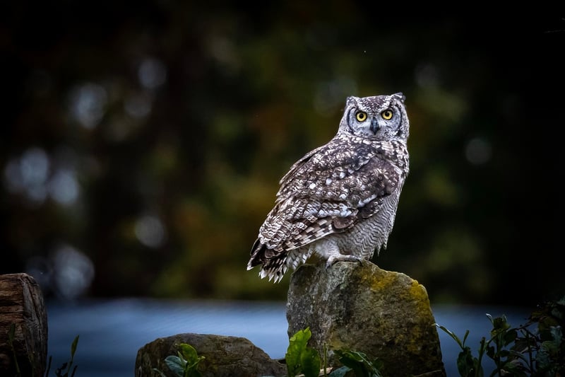 Wildlife Image